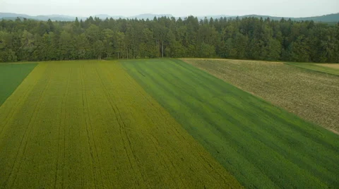 Aerial HD: Descent Over Wheat Field 库存影片 44989529