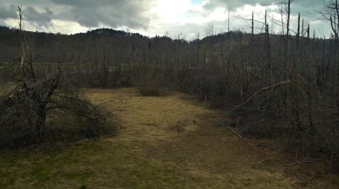 Aerial HD: Devastated Trees After Flood Storm Stock-Footage 44982256