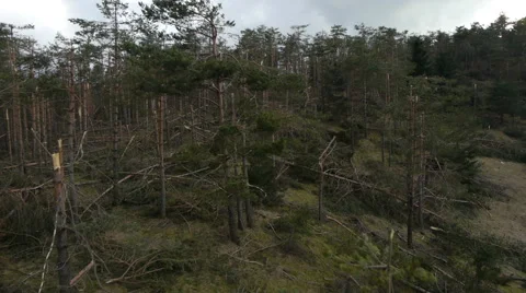 Aerial HD: Flying Between Destroyed Pine Branches 库存影片 44982983