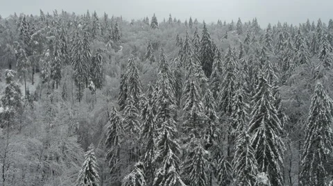 Aerial HD: Front view over wild snowy forest Vidéo 44981727