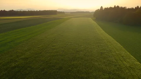 Aerial HD: Green Wheat fields in the wind Vidéo 44988445