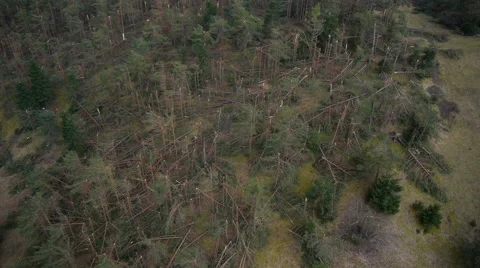 Aerial HD: High Above Destroyed Pines Vidéo 44983305