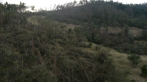 Aerial HD: Left circle Flight Over Destroyed Pine Forest 库存影片 44983058