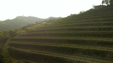 Aerial HD: Mid Air View of Vineyard 库存影片 44985023