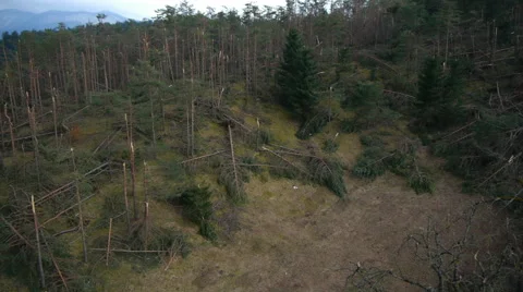 Aerial HD: Panning Above Destroyed Pines Stock-Footage 44983371