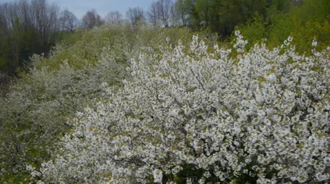 Aerial HD: Passing Over Cherry Blossoms Orchard Stock-Footage 44986225