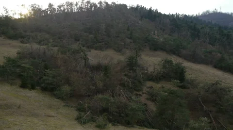 Aerial HD: Rear View Over Demolished Pine Trees Vidéo 44906796