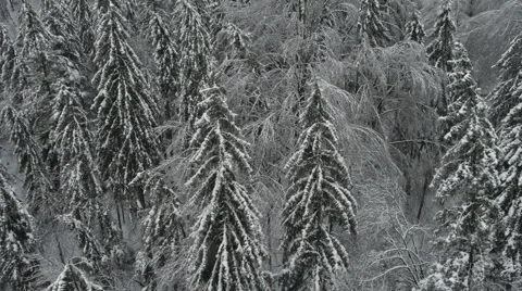 Aerial HD: Rear view over wild snowy forest Vidéo 44981884