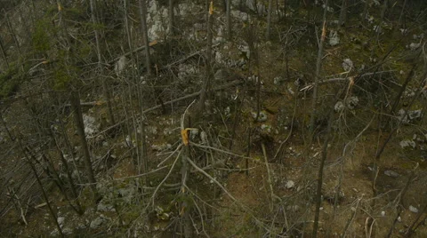 Aerial HD: Rear View Over Natural Forest Disaster 库存影片 44982882
