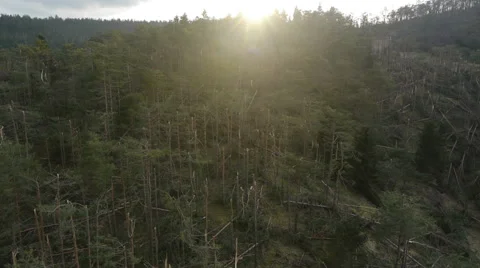 Aerial HD: View Over Destroyed Pines Forest Vidéo 44983086