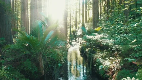 Aerial: Heaven Rays shining through redwood forest and river. Coromandel, New Stock Footage 164010260