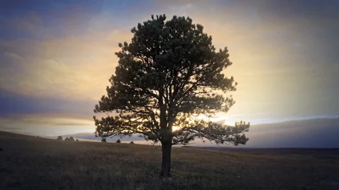 Aerial: Heavenly tree with sun rays, South Dakota, USA Vídeos de archivo 122528418