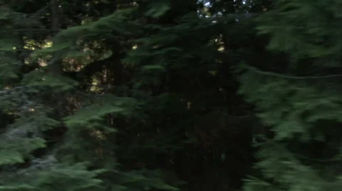 Aerial helicopter view over a forest Stock Footage 31449087