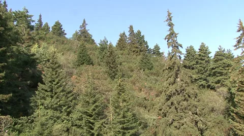 Aerial helicopter view over a forest Stock-Footage 31450126