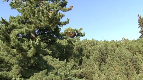 Aerial helicopter view over a forest Stock-Footage 31450628