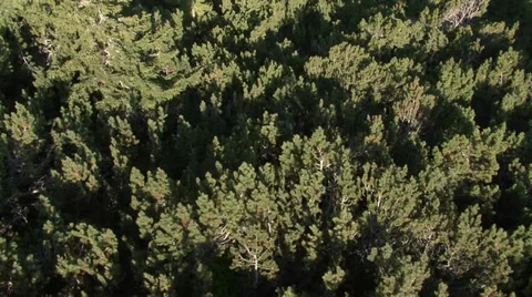 Aerial helicopter view over a forest Stock Footage 31451750