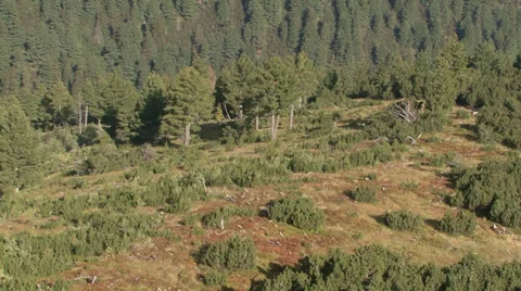 Aerial helicopter view over a forest 스톡 동영상 31452339