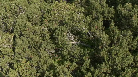 Aerial helicopter view over a forest Stockbeeldmateriaal 31454636