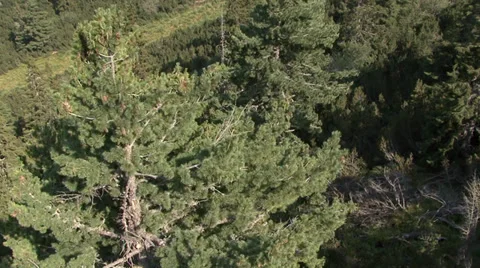 Aerial helicopter view over a forest Video stock 31456140