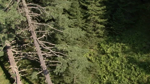 Aerial helicopter view over a forest Stock Footage 31456462