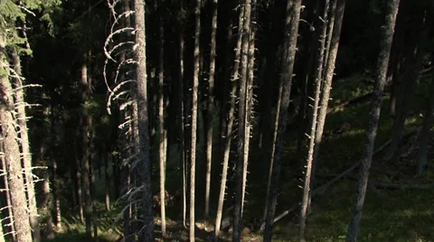 Aerial helicopter view over a forest Stock Footage 31456975