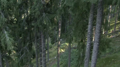 Aerial helicopter view over a forest Vidéo 31457075