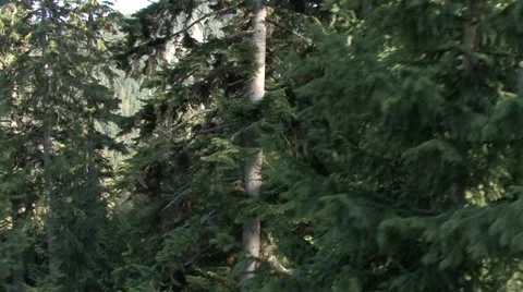 Aerial helicopter view over a forest Stock-Footage 31457152
