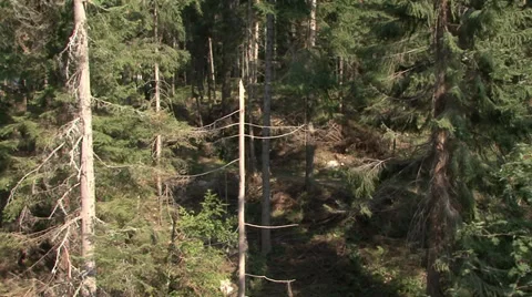 Aerial helicopter view over a forest Stockbeeldmateriaal 31457888