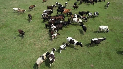 Aerial herd of cattle Stock Footage 201630171