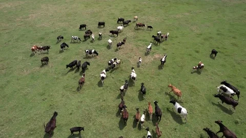 Aerial herd of cattle Stock Footage 201630337