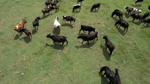 Aerial herd of cattle Stock Footage 201700873