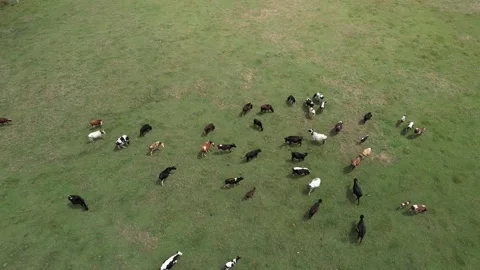 Aerial herd of cows Stock Footage 201965476