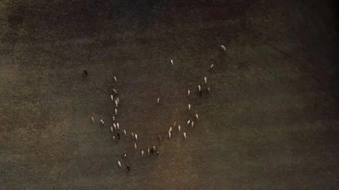 Aerial: The herd of cows going circles Stock Footage 117417687