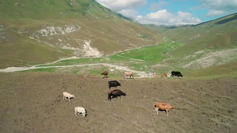 Aerial of herd of cows grazing on the top of the mountain in highlands on a Video stock 219992886