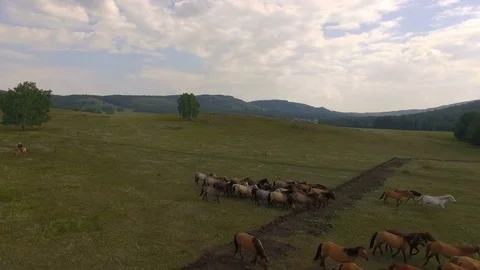 AERIAL: A herd of running horses return to the stall at dusk. 스톡 동영상 78031902