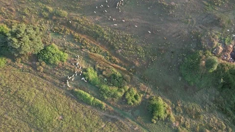 Aerial herd of sheep Stock Footage 201885176