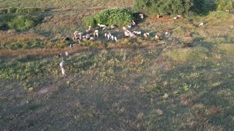 Aerial herd of sheep Stock Footage 203040142