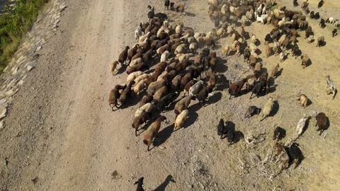 Aerial herd of sheep Stock Footage 240764641