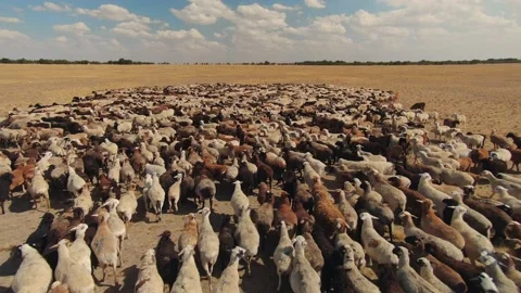 Aerial herd of sheeps ewe mutton lambs free grazing pasture in steppe Kalmykia   Stock Footage 155841313