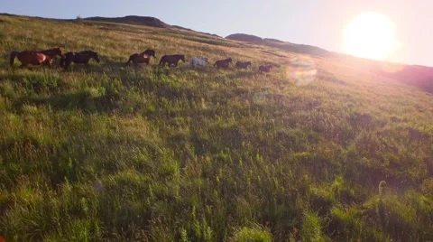 Aerial Herd Of Wild Horses Running On Hill Toward Sunset Mountain View Close Fly Stock Footage