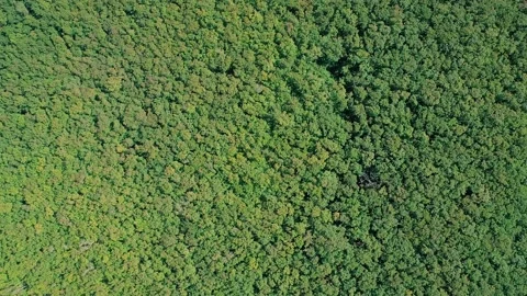 Aerial high altitude top down view above the tops of lush green trees dense Stock Footage 167316253