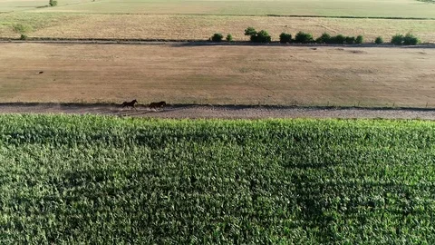 Aerial high altitude view of two sport horses moving fast over unpaved gravel 4k Stock Footage 107879951