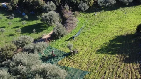 Aerial high angle of farmers placing nets under olive trees for harvest Stock Footage 337459608