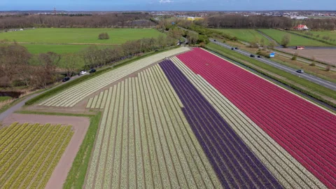 Aerial high-angle panorama of geometric Dutch flower fields featuring striking 스톡 동영상 335791761