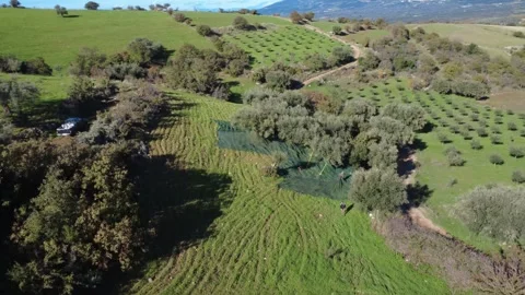 Aerial high angle rotation of olive harvest and vast groves landscape Stock Footage 337458824