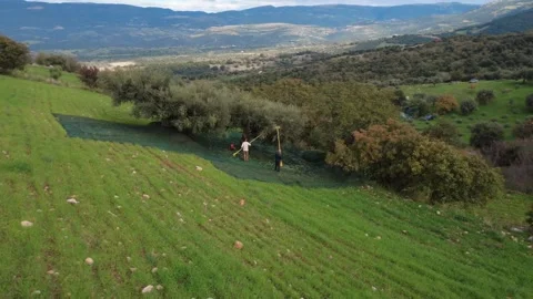 Aerial high angle shot of olive harvest workers and nets on slope Stock Footage 337459945