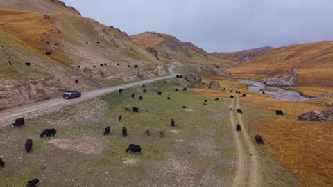 Aerial high-angle shot of pickup truck driving along mountain road passing herd Video stock 346505246