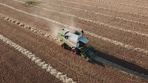Aerial high angle Tracking shot of combine harvester processing wheat in 動画素材 142188731