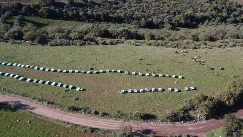 Aerial high angle view of beehives arranged in rows on field Stock Footage 337460381
