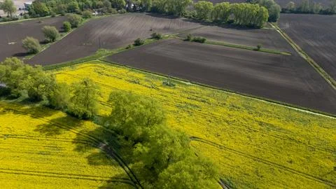 Aerial high angle view of blooming yellow rapeseed field and plowed soil fa.. Stock-Fotos